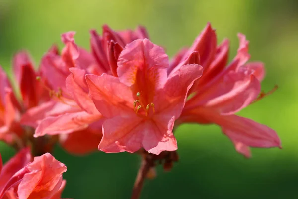 Makrofotografia Rododendrona Japonicum Lat Rhododendron Molle Subsp Japonicum Selektywnym Naciskiem — Zdjęcie stockowe