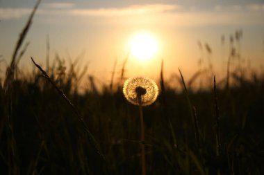 Gün batımında arka planda bir karahindibanın yakın çekimi 