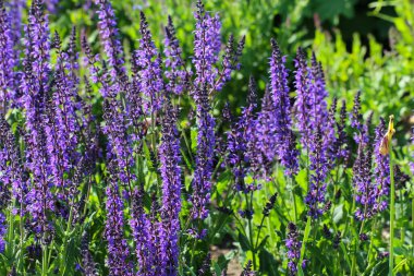 Bir adaçayının mor doğal arkaplanı (lat. Seçici odaklı Salvia divinorum)