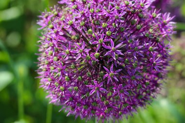 Mor soğan çiçeğinin doğal bulanık yeşil arkaplanda makro fotoğrafı (Rocambole)