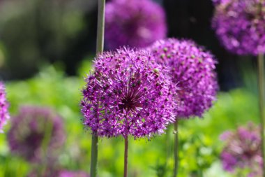 Doğal olarak bulanık yeşil bir zemin üzerine odaklanmış iki mor soğan flovunun makro fotoğrafçılığı (Rocambole)