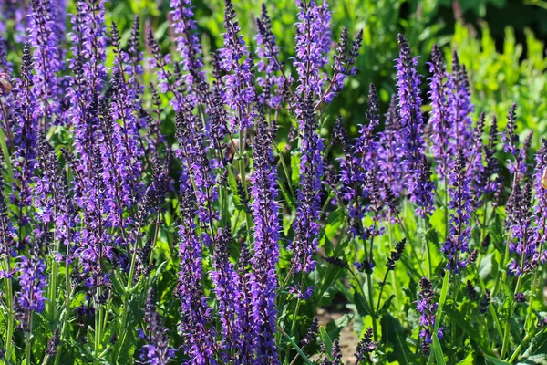 Fond Naturel Violet Une Fleur Sauge Lat Salvia Divinorum Orientation — Photo