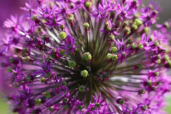 Makro Fotografie Fialových Cibulových Floverů Selektivním Zaměřením — Stock fotografie