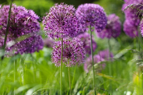 城市公园里有选择重点的紫色观赏植物洋葱场 免版税图库图片