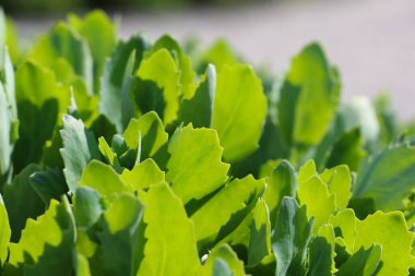 Çimenlerin yakın plan (makro fotoğrafçılık) doğal bir arkaplan veya doku olarak karşı ışığa seçici bir odak ile çekilir