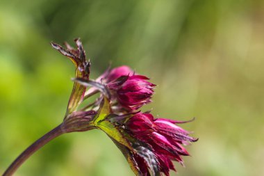 Düğünçiçeği mor çiçeğinin yakın plan doğal bulanık yeşil arka plan üzerinde