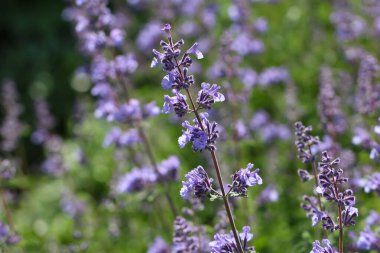 Çimenlerin yakın plan (makro fotoğrafçılık) doğal bir arkaplan ya da doku olarak seçici bir odak noktası ile çekilir (Lat. Galamagrostis, Acutiflora 'Overdama')