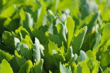 Çimenlerin yakın plan (makro fotoğrafçılık) doğal bir arkaplan veya doku olarak karşı ışığa seçici bir odak ile çekilir