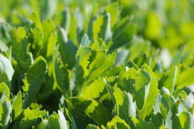 Çimenlerin yakın plan (makro fotoğrafçılık) doğal bir arkaplan veya doku olarak karşı ışığa seçici bir odak ile çekilir