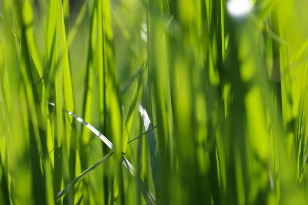 Naturel Flou Fond Vert Vif — Photo