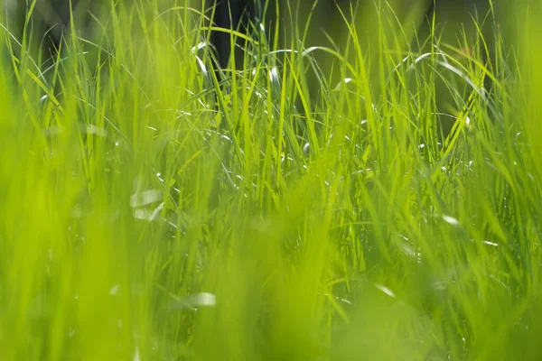 Naturel Flou Fond Vert Vif — Photo