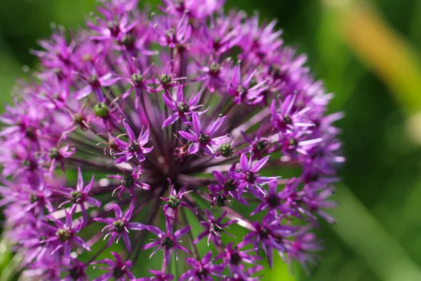 Makrofotografia Purpurowych Kwiatów Cebuli Ozdobnej — Zdjęcie stockowe