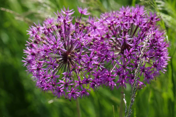 Makro Fotografia Dwóch Purpurowych Kwiatów Cebuli Selektywnym Naciskiem Naturalne Rozmazane — Zdjęcie stockowe