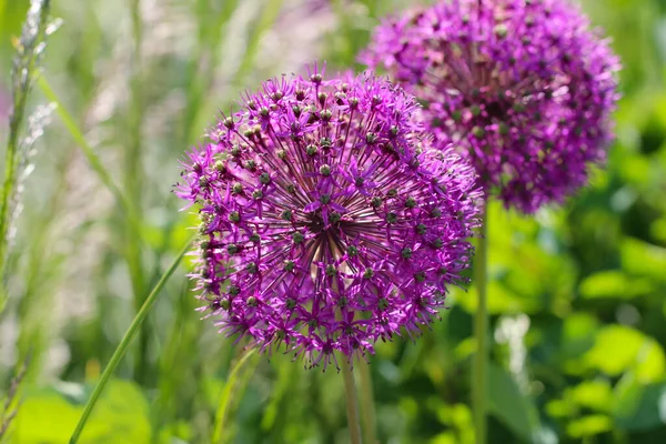 Makro Fotografia Dwóch Purpurowych Kwiatów Cebuli Selektywnym Naciskiem Naturalne Rozmazane — Zdjęcie stockowe