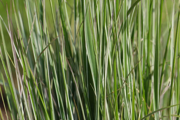 Gros Plan Macro Photographie Pousses Herbe Avec Accent Sélectif Dans — Photo