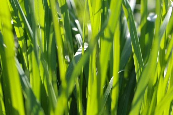 Close Fotografi Makro Dari Tunas Rumput Dengan Fokus Selektif Bawah — Stok Foto