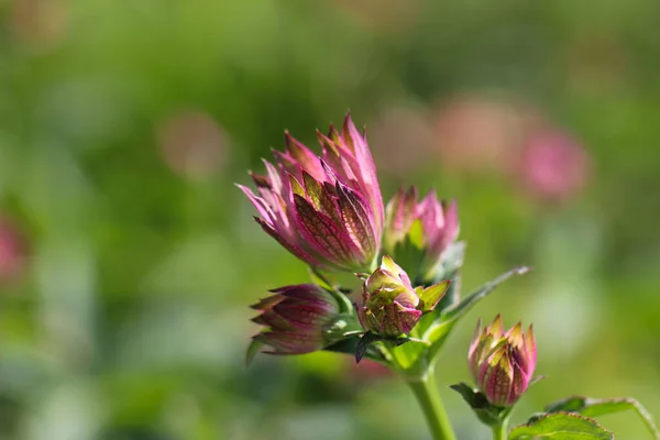 Närbild Lila Blomma Smörblomma Arter Naturlig Suddig Grön Bakgrund — Stockfoto