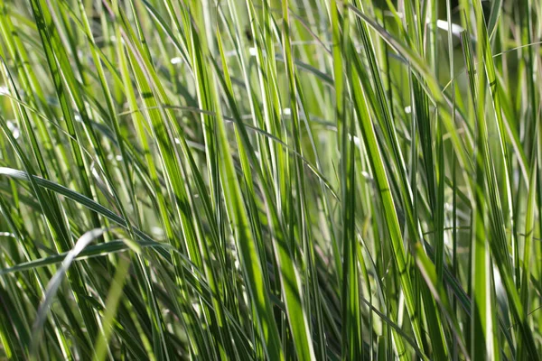 Close Fotografi Makro Dari Tunas Rumput Dengan Fokus Selektif Bawah — Stok Foto