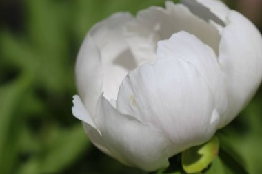 Beyaz şakayığın doğal bulanık yeşil arka plandaki Macro fotoğrafı.