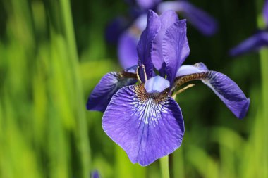 Mavi İris çiçeklerinin doğal bulanık yeşil arkaplanda yakın plan fotoğrafı. (Iris sibirical L. 