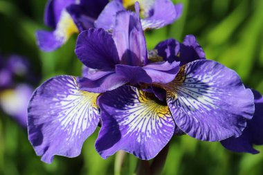 Mavi İris çiçeklerinin doğal bulanık yeşil arkaplanda yakın plan fotoğrafı. (Iris sibirical L. 