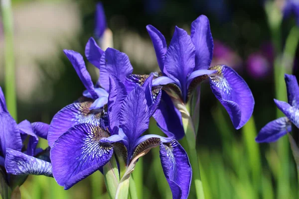 Foto Cerca Flores Iris Azul Sobre Fondo Verde Oscuro Borroso — Foto de Stock