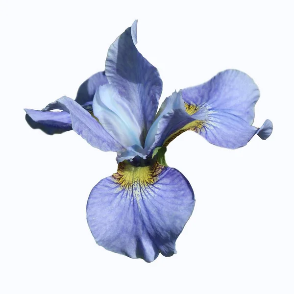 Gros Plan Fleur Iris Bleu Isolé Sur Fond Blanc Iris — Photo