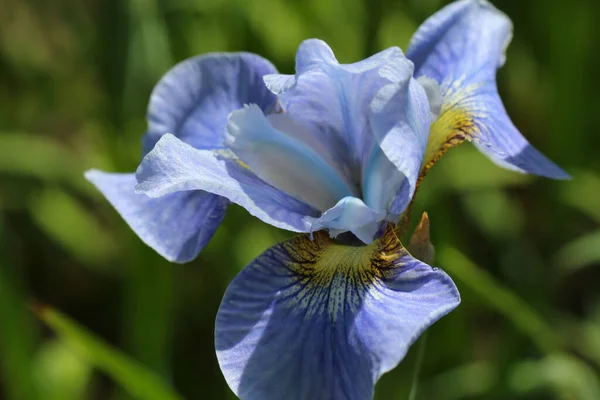 Foto Cerca Flores Iris Azul Sobre Fondo Verde Borroso Natural — Foto de Stock