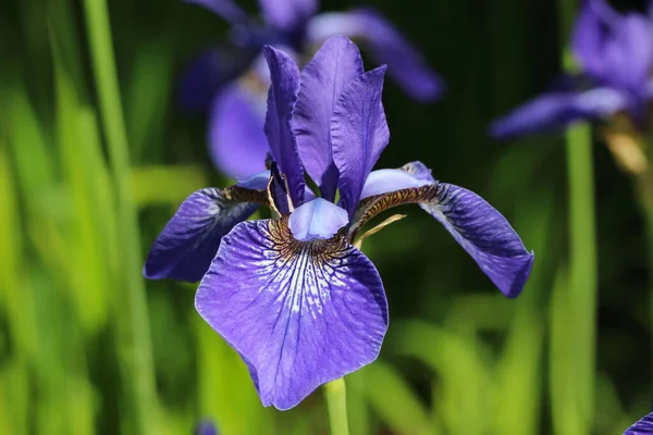 Foto Cerca Flores Iris Azul Sobre Fondo Verde Oscuro Borroso — Foto de Stock