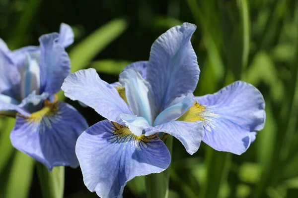 Foto Cerca Flores Iris Azul Sobre Fondo Verde Borroso Natural — Foto de Stock