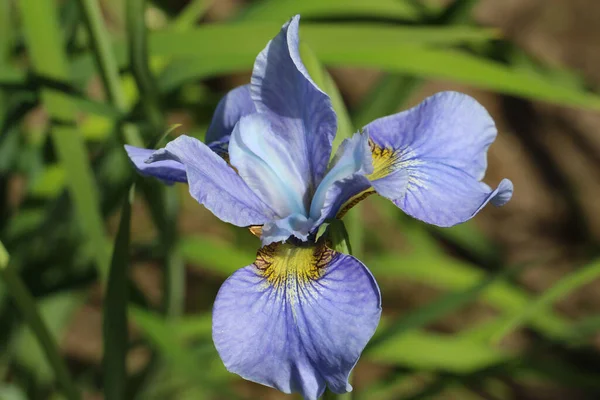 Foto Cerca Flores Iris Azul Sobre Fondo Verde Borroso Natural — Foto de Stock