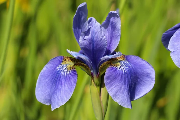 Foto Cerca Flores Iris Azul Sobre Fondo Verde Oscuro Borroso — Foto de Stock