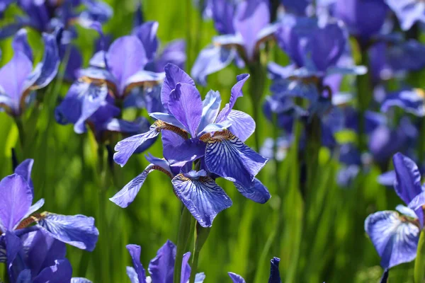 Ein Nahaufnahme Foto Von Blauen Irisblumen Garten Als Hintergrund — Stockfoto