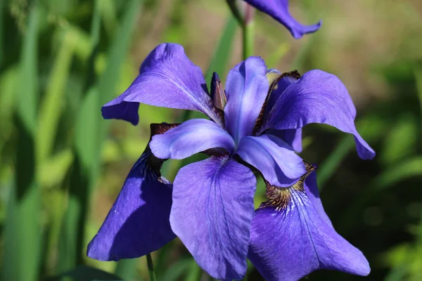 Nahaufnahme Von Blauen Irisblüten Auf Natürlich Verschwommenem Dunkelgrünem Hintergrund Iris — Stockfoto