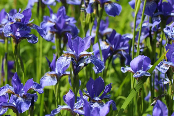 Ein Nahaufnahme Foto Von Blauen Irisblumen Garten Als Hintergrund — Stockfoto