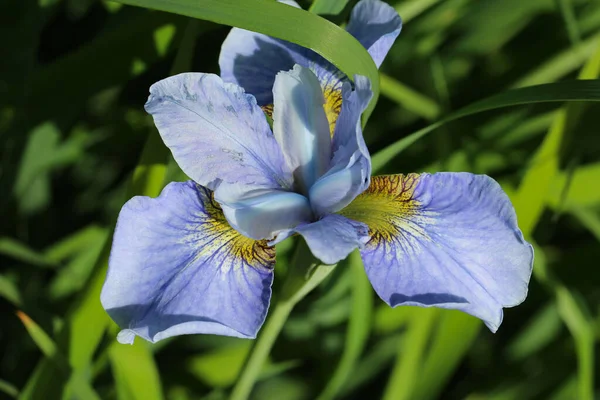 Nahaufnahme Von Blauen Irisblüten Auf Natürlich Verschwommenem Grünem Hintergrund Iris — Stockfoto