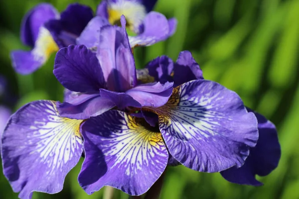 Foto Cerca Flores Iris Azul Sobre Fondo Verde Oscuro Borroso — Foto de Stock