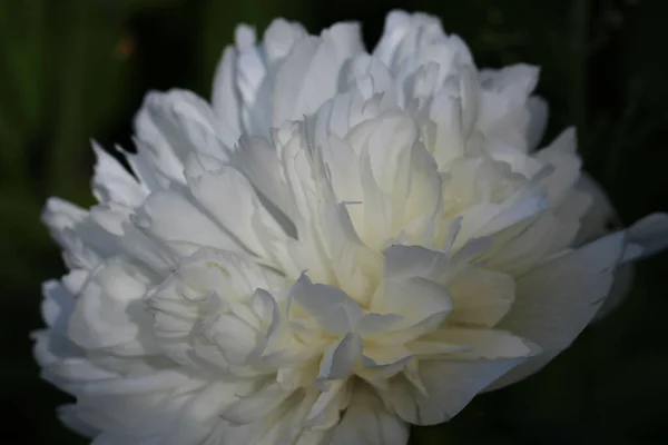 Macro Photography White Peony Petals Selective Focus Natural Background — Stock Photo, Image
