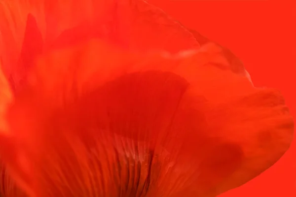 红背罂粟花瓣模糊的天然红色背景 免版税图库照片