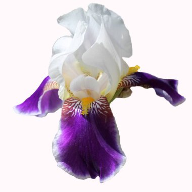 Beyaz zemin üzerinde izole edilmiş mavi beyaz zambak çiçeği (Iris germanica Wabash)