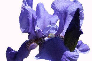 Mavi iris çiçeğinin beyaz arka planda izole edilmiş Macro fotoğrafı (lat. Iris x hybrida, timuri)