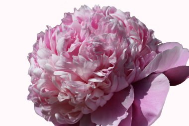 Güzel pembe şakayık beyaz arka planda izole edildi (Kavşak - Pembe Derbi)