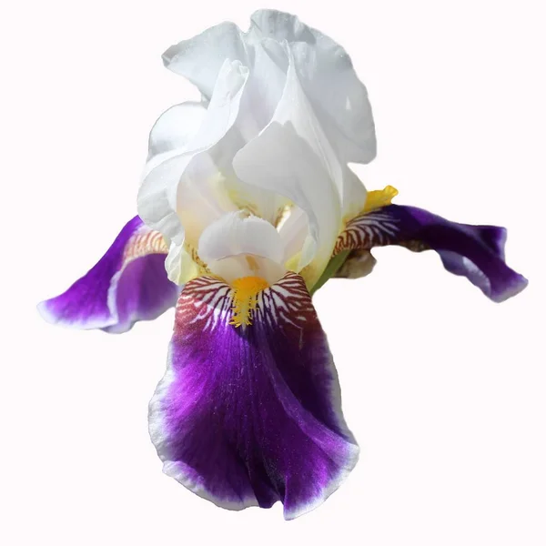 Gros Plan Iris Hybride Bleu Blanc Isolé Sur Fond Blanc — Photo