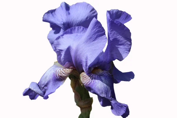 Close Flor Íris Azul Isolada Sobre Fundo Branco Lat Íris — Fotografia de Stock