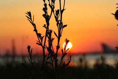 Kırmızı günbatımı gökyüzü ve güneş diskinin arka planında burdock 'un silueti