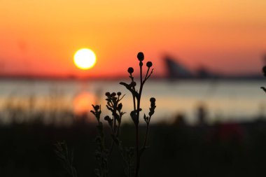 Kırmızı günbatımı gökyüzü ve güneş diskinin arka planında burdock 'un silueti