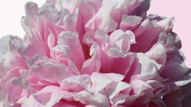 Pembe arka planda izole edilmiş güzel pembe bir şakayığın yakın çekimi. 