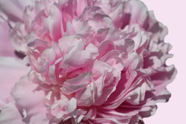 Pembe arka planda izole edilmiş güzel pembe bir şakayığın yakın çekimi. 