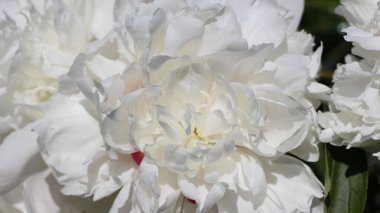 Beyaz şakayık yapraklarının doğal beyaz arkaplanı güneş ışığında seçici odaklı, geniş formatta