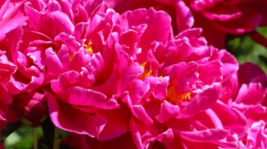 Pembe şakayık yapraklarının (Paeonia x hybrida, Paula Fay) doğal parlak pembe arkaplanı.
